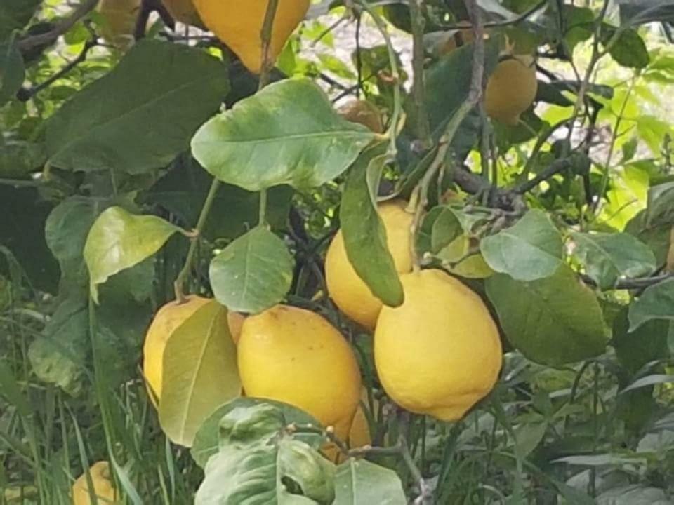Agriturismo A Do' Cumparone Corbara  Екстер'єр фото