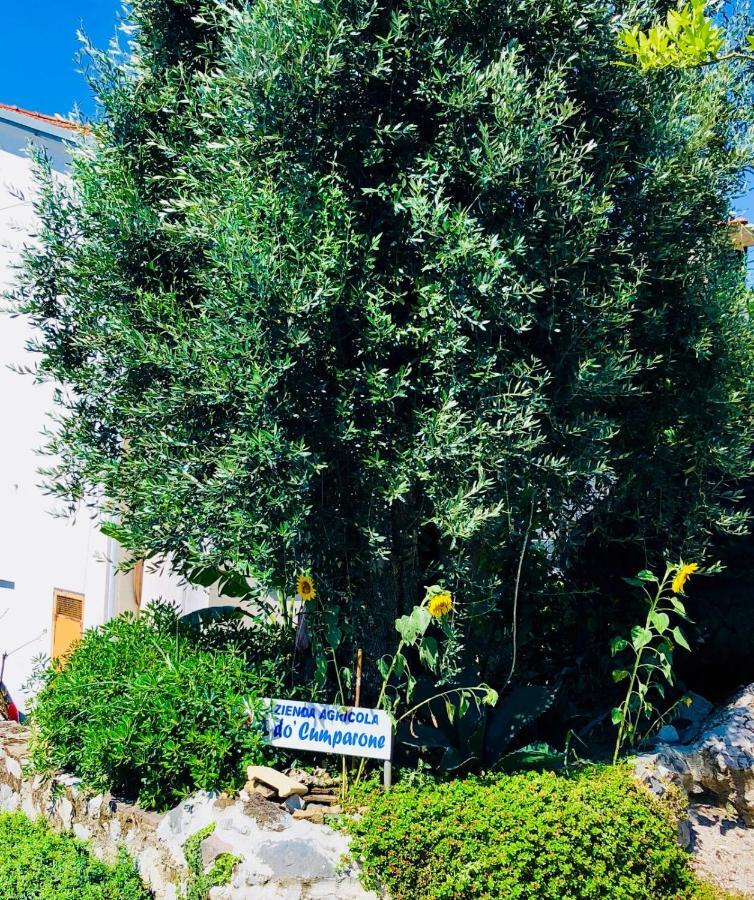 Agriturismo A Do' Cumparone Corbara  Екстер'єр фото